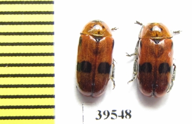 Chrysomelidae sp.  Iran, Lorestan prov. - INSECTS-STORE.RU