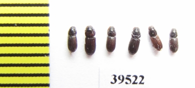 Pleurophorus sp.  Uzbekistan - INSECTS-STORE.RU