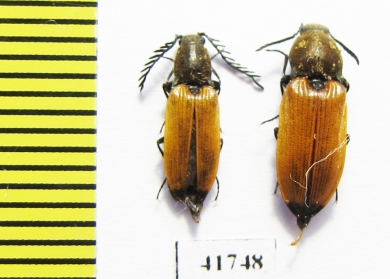 Anostirus castaneus, pair  Russia, Tver reg. - INSECTS-STORE.RU