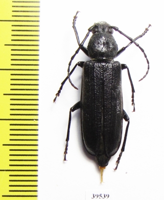 Megasemum quadricostulatum  Russia, Far East - INSECTS-STORE.RU