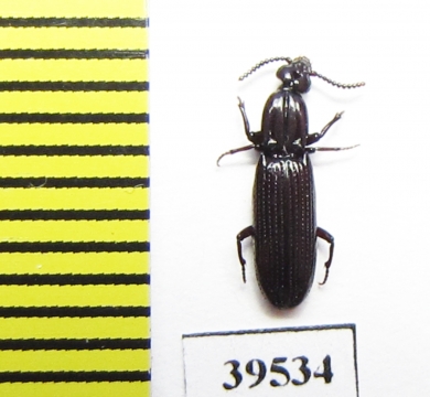 Rhysodidae sp.  China, Sichuan prov. - INSECTS-STORE.RU