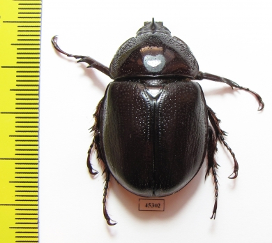 Haploscapanes barbarossa  Australia - INSECTS-STORE.RU
