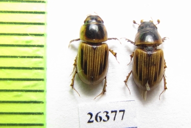 Aphodius moestus  Tajikistan - INSECTS-STORE.RU