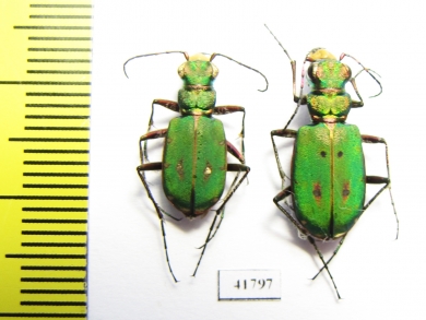Cicindela campestris, pair  Russia, Tver reg. - INSECTS-STORE.RU