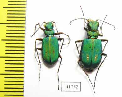 Cicindela campestris, pair  Russia, Tver reg. - INSECTS-STORE.RU