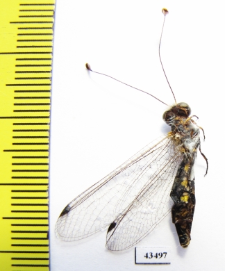 Ascalaphidae sp.  South Africa Rep. - INSECTS-STORE.RU