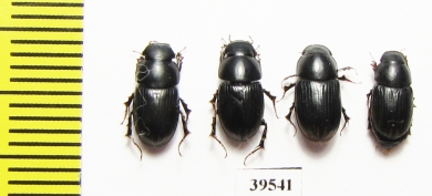 Aphodius sp.  Iran, Lorestan prov. - INSECTS-STORE.RU