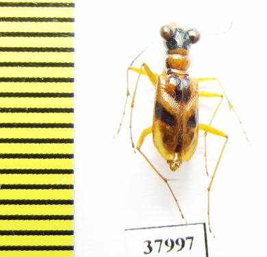 Therates semperi  Philippines - INSECTS-STORE.RU