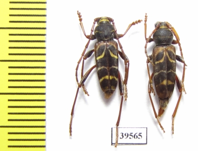 Plagionotus pulcher, pair  Russia, Far East - INSECTS-STORE.RU