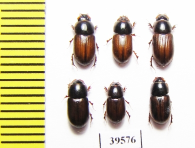 Aphodius rufus  Russia, Tver reg. - INSECTS-STORE.RU