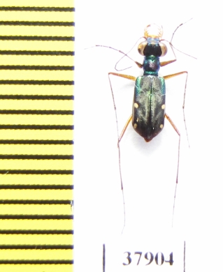 Cylindera elegantissima  Indonesia, Sumatra - INSECTS-STORE.RU