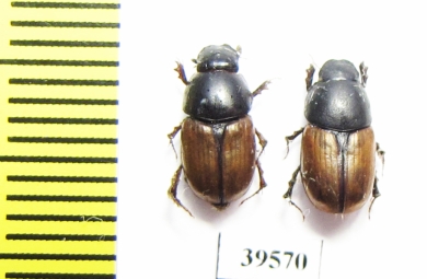 Aphodiinae sp.  China, Tibet - INSECTS-STORE.RU