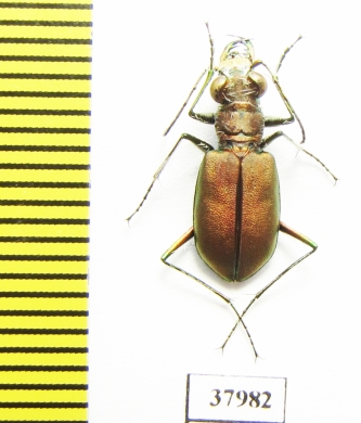 Calomera concolor  Turkey - INSECTS-STORE.RU