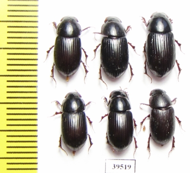 Aphodius rufipes  Russia, Tver reg. - INSECTS-STORE.RU