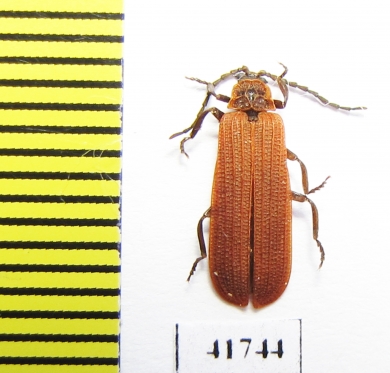 Dictyoptera aurora  Russia, Tver reg. - INSECTS-STORE.RU