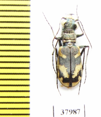 Cephalota dulcinea  Spain - INSECTS-STORE.RU