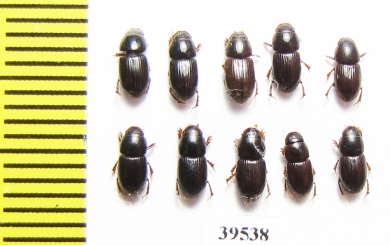 Aphodiinae sp.  Thailand - INSECTS-STORE.RU