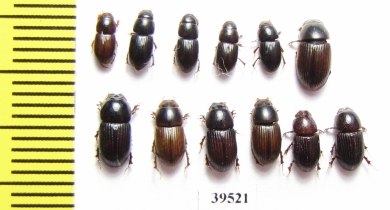 Aphodiinae sp.  Thailand - INSECTS-STORE.RU