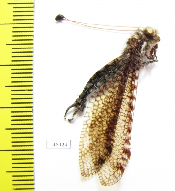 Ascalaphidae sp.  South Africa Rep. - INSECTS-STORE.RU