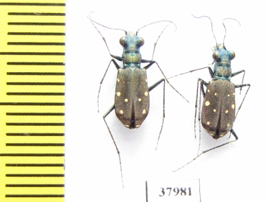 Cicindelinae sp.  Madagascar - INSECTS-STORE.RU