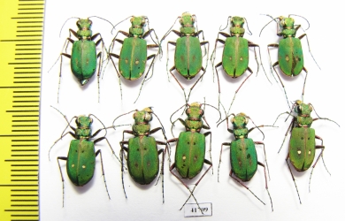 Cicindela campestris, pair  Russia, Tver reg. - INSECTS-STORE.RU