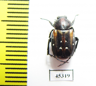 Trichiinae sp.  South Africa Rep. - INSECTS-STORE.RU