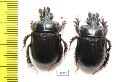 Ceratophyus hoffmannseggi, pair  Spain - INSECTS-STORE.RU