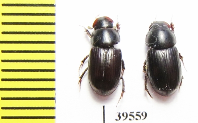 Aphodiinae sp.  China, Yunnan prov. - INSECTS-STORE.RU