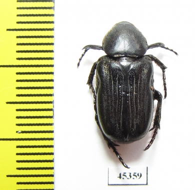 Cremastocheilini sp.  South Africa Rep. - INSECTS-STORE.RU