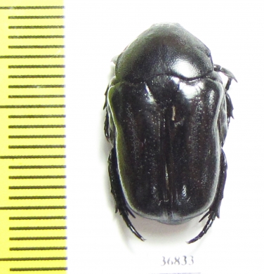 Cremastocheilini, Oplostomus sp.  Zambia - INSECTS-STORE.RU