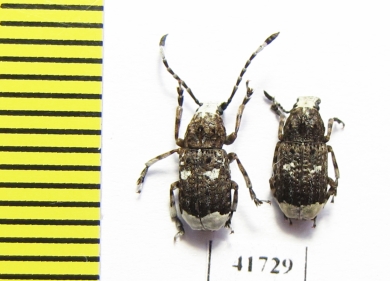 Platystomus albinus, pair  Russia, Tver reg. - INSECTS-STORE.RU