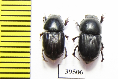 Aphodiinae sp.  China, Sichuan prov. - INSECTS-STORE.RU