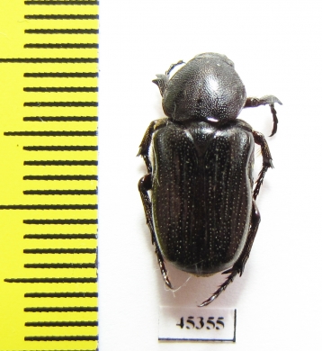 Cremastocheilini sp.  South Africa Rep. - INSECTS-STORE.RU