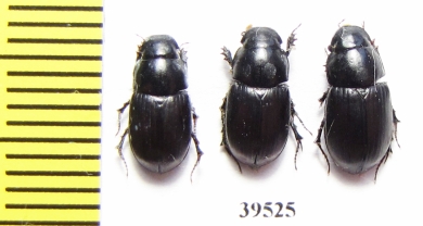 Aphodiinae sp.  China, Yunnan prov. - INSECTS-STORE.RU