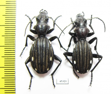 Anthia decemguttata, pair  South Africa Rep. - INSECTS-STORE.RU