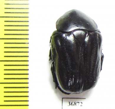 Cremastocheilini, Oplostomus sp.  Zambia - INSECTS-STORE.RU