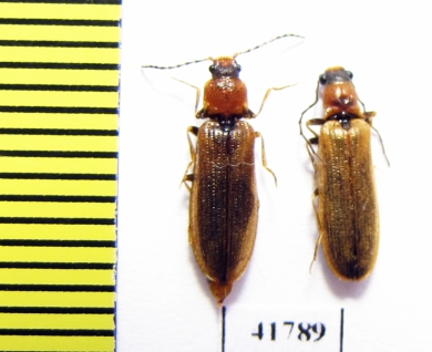 Denticollis linearis  Russia, Tver reg. - INSECTS-STORE.RU