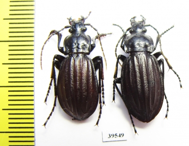 Carabus (Aulonocarabus) canaliculatus, pair  Russia, Magadan reg. - INSECTS-STORE.RU