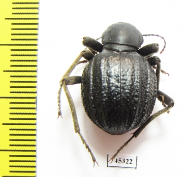 Tenebrionidae sp.  South Africa Rep. - INSECTS-STORE.RU