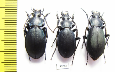 Carabus (Pachycarabus) koenigi, pair  Russia, Karachaevo-Cherkessia reg. - INSECTS-STORE.RU