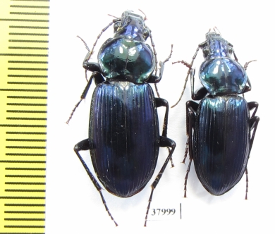 Lesticus insignis, pair  Malaysia, Borneo - INSECTS-STORE.RU