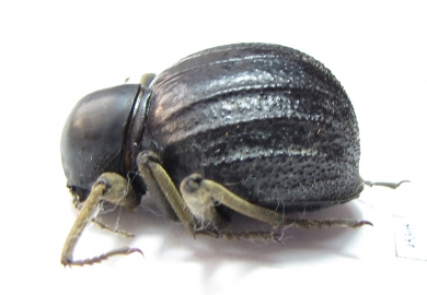 Tenebrionidae sp.  South Africa Rep. - INSECTS-STORE.RU