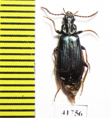 Pythidae, Pytho depressus  Russia, Tver reg. - INSECTS-STORE.RU