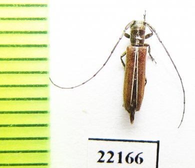 Cerambycidae sp.  Chile - INSECTS-STORE.RU