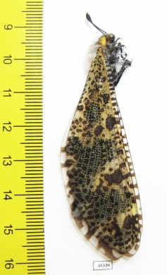 Myrmeleontidae sp.  South Africa Rep. - INSECTS-STORE.RU