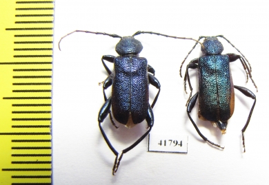 Callidium violaceum, pair  Russia, Tver reg. - INSECTS-STORE.RU