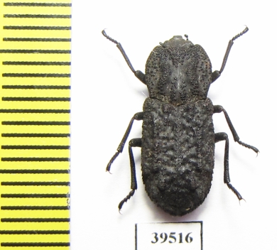 Zopheridae sp.  Mexico - INSECTS-STORE.RU