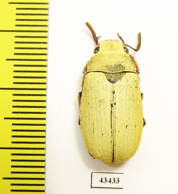 Melolonthinae sp., male  China, Yunnan prov. - INSECTS-STORE.RU