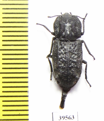 Zopheridae sp.  Mexico - INSECTS-STORE.RU