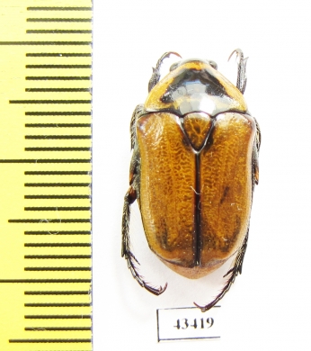 Aphanesthes pullata  Australia - INSECTS-STORE.RU